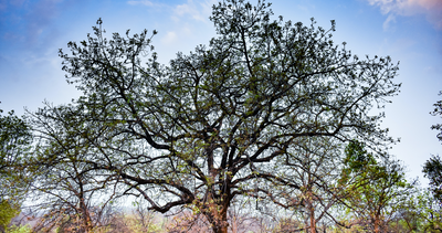 Mahua : The Hidden Gem